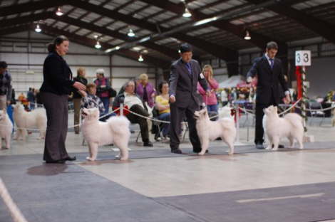 6 month old Dina beautifully showed by owner Rishel in Chilliwack Dec. 12th, 2009