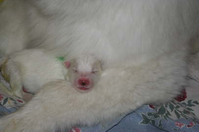 day 1 and 2 009
