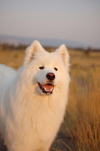 handsome