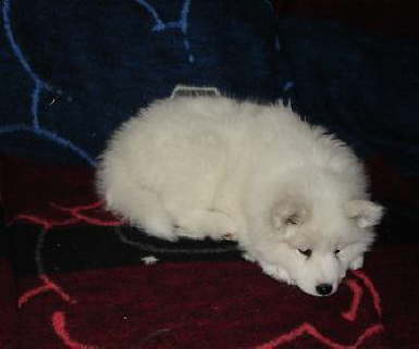 Canim already found her favorite place at her new home.