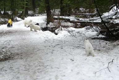 First walk with all the other dogs.