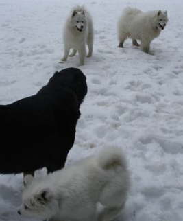 But a dog, who looks totally different is interesting to check out.