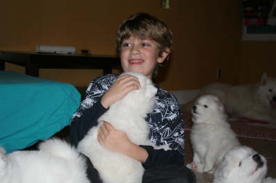 puppy attacke