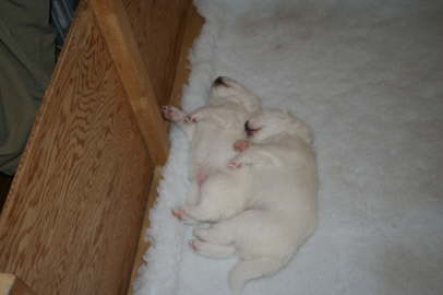 the sleeping boys