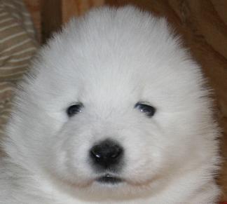 puppy face puppy face