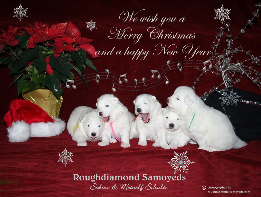 weihnachtskarte samoyeds-2-copyright